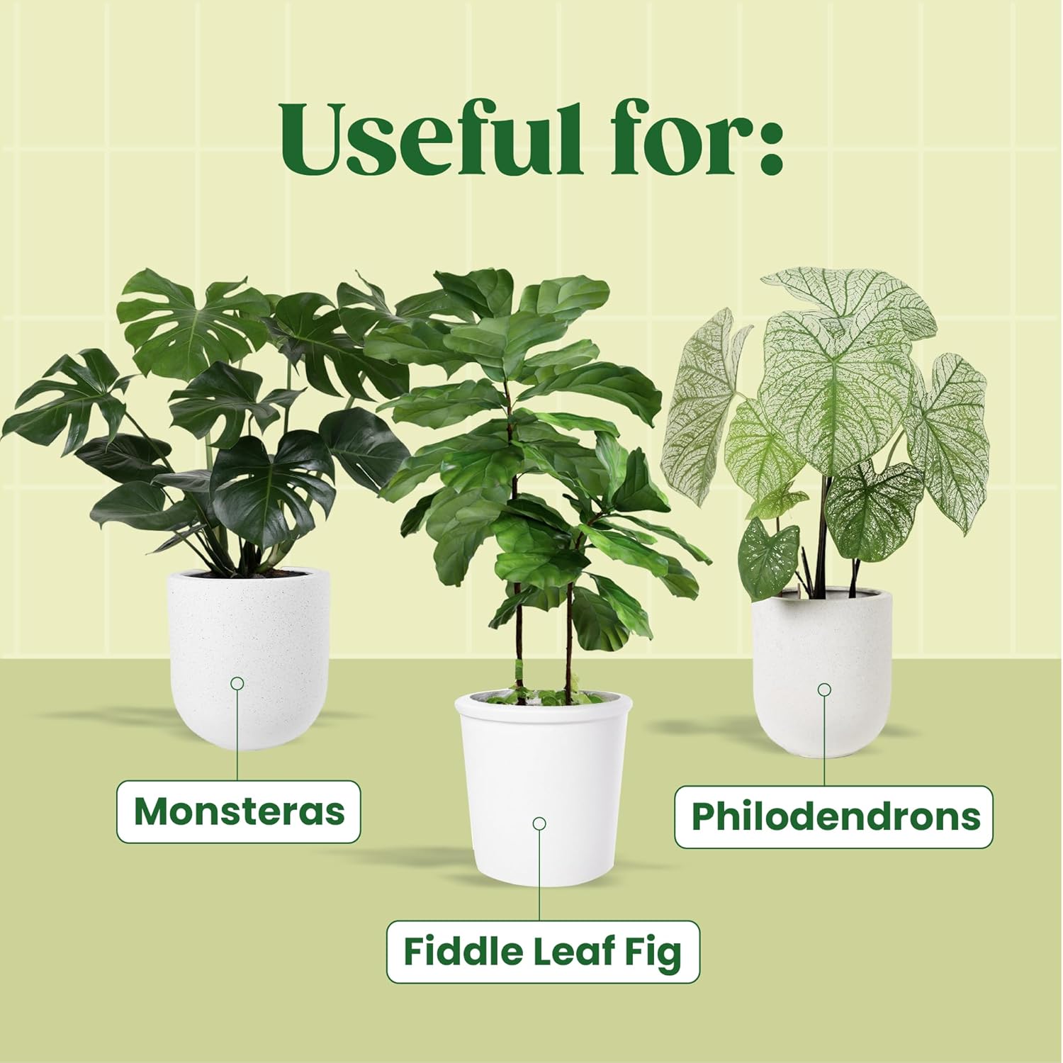 KALOYANOV Plant Serum N°1: Hig - Fiddle Leaf Fig ulasan dan harga