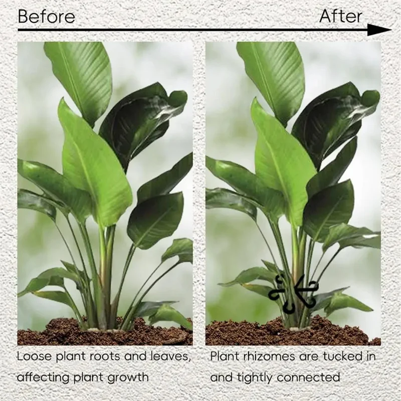 Stem Support Alocasia Monstera - Variegated Monstera Node ulasan dan harga