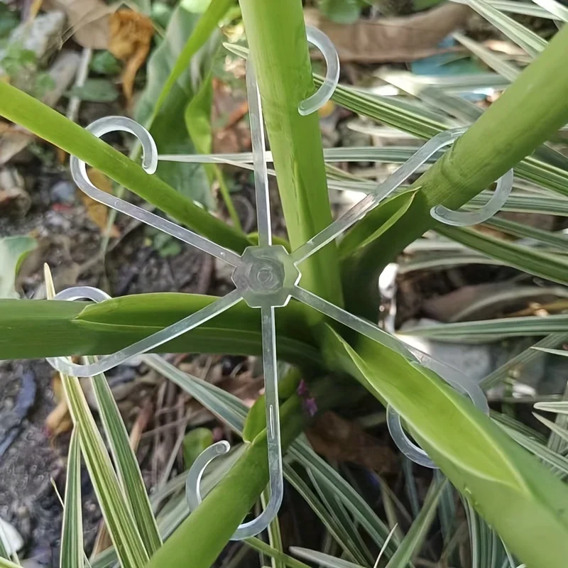 4pcs Climbing Plants Support C - Variegated Monstera Node ulasan dan harga